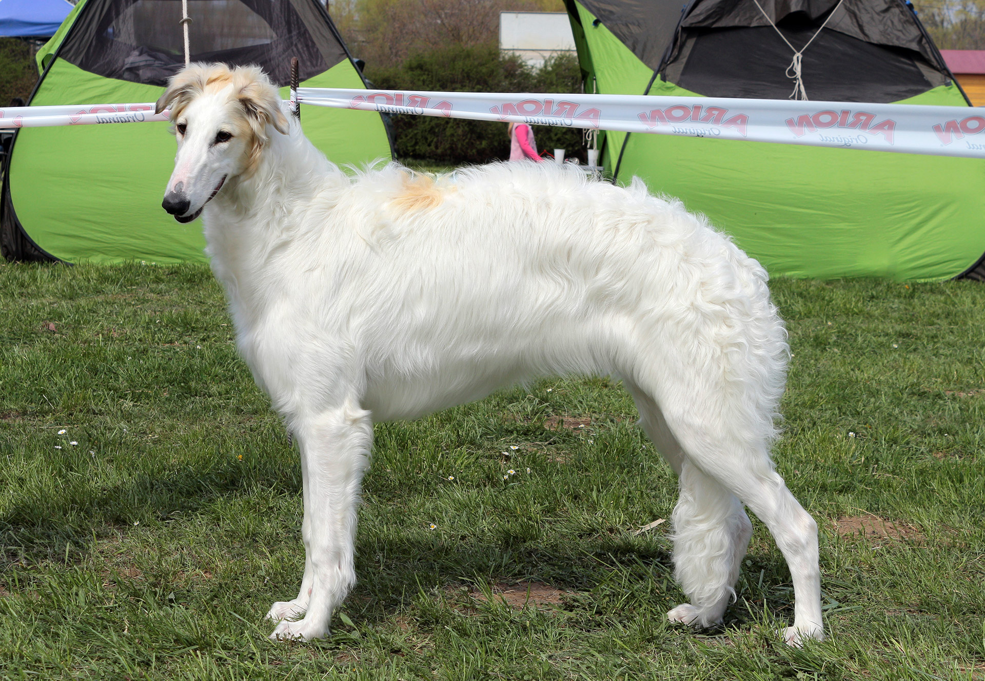 Go Go Bolshoi borzoi dog Faye body