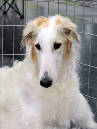 Go Go Bolshoi borzoi dog Faye head