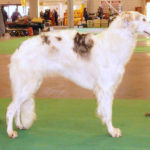 Aurora borzoi dog