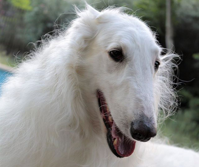 Moonshine borzoi head