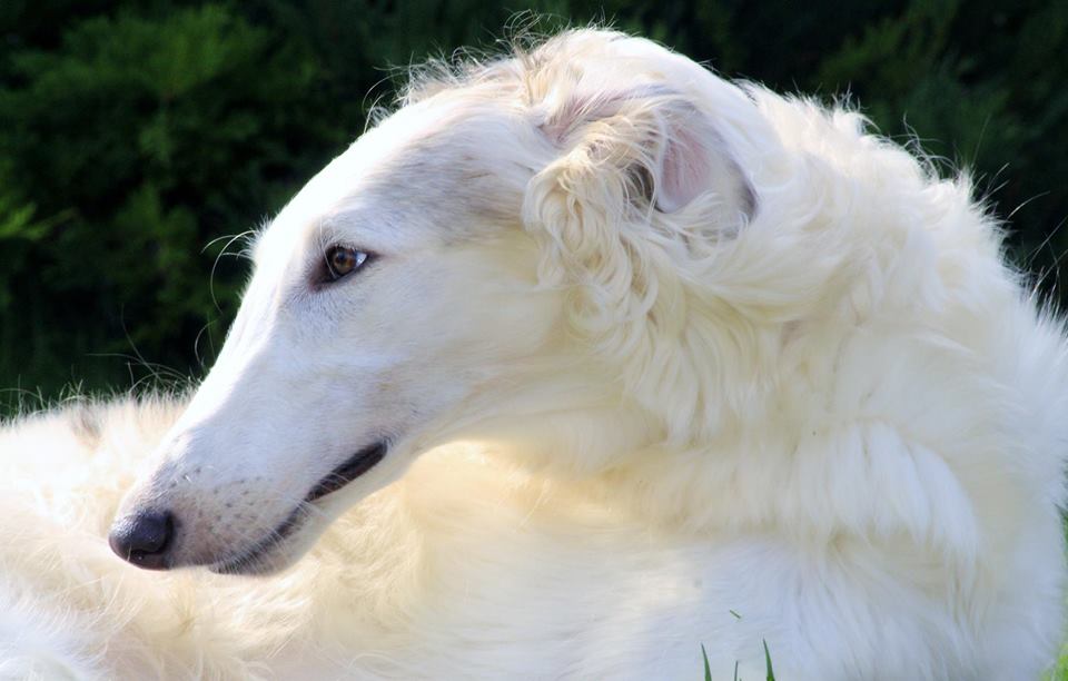 Illas Aurora Boreale borzoi dog