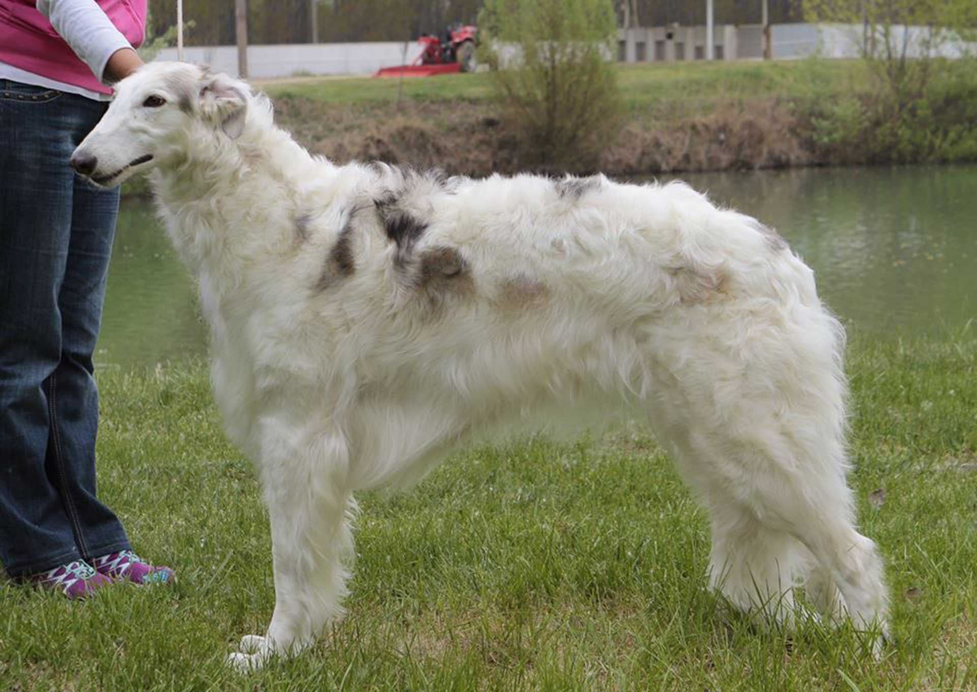 Illas Aurora Boreale borzoi dog 4 years old