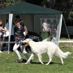 Borzoi Shtorm