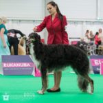 Borzoi dog EROS 17 month old