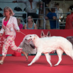 Borzoi Shtorm