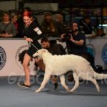 Borzoi Shtorm 5 month old