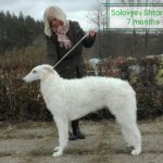 Borzoi Shtorm 7month old