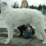 Borzoi Shtorm 7 month old