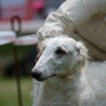 Borzoi Shtorm 9 month old