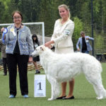 Borzoi Shtorm