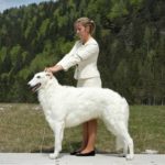 Borzoi Shtorm