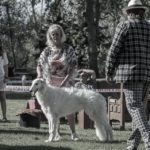 Borzoi Shtorm