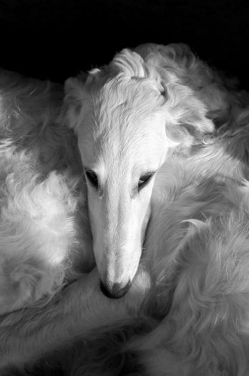 Shtrom borzoi dog head