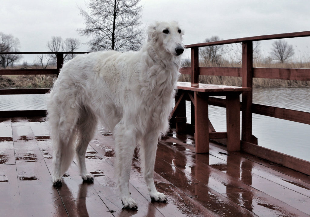 GoGo Bolshoi borzoi dog Samba Queen Luna