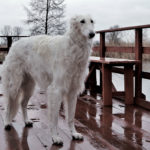 GoGo Bolshoi borzoi dog Samba Queen Luna