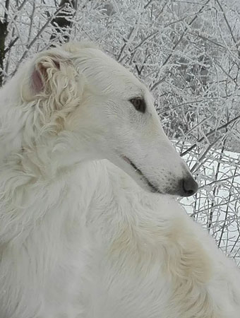 GoGo Bolshoi borzoi dog Samba Queen Luna