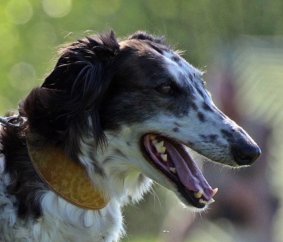 Gogobolshoi borzoi dog Mustang Sally head