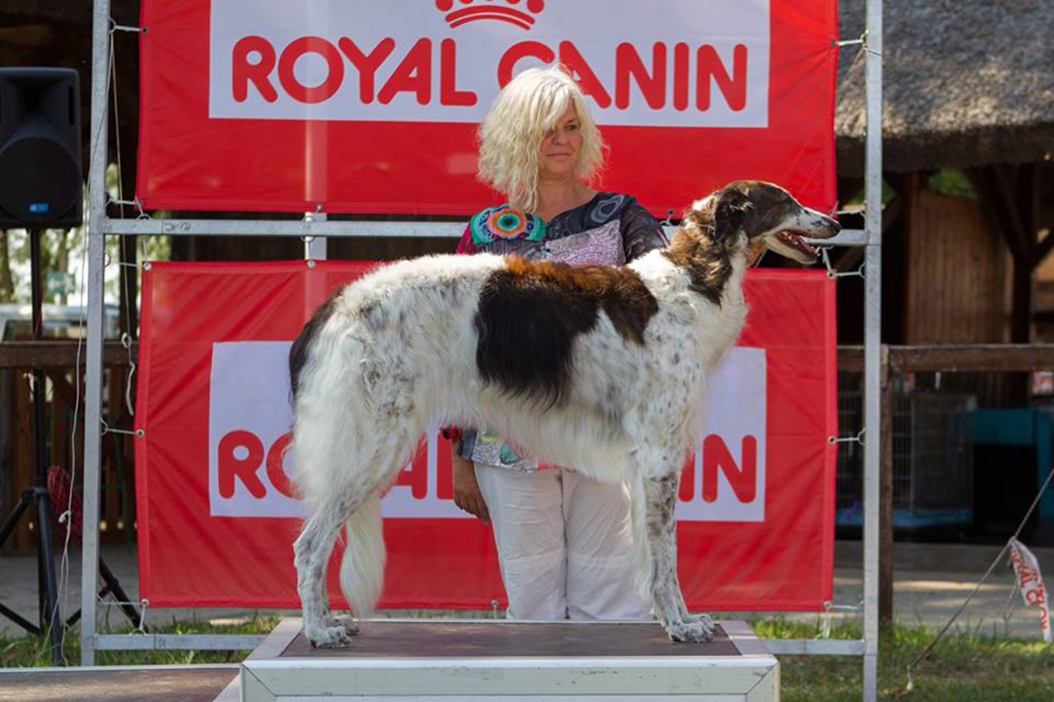 Gogobolshoi borzoi dog Mustang Sally Hodmezo