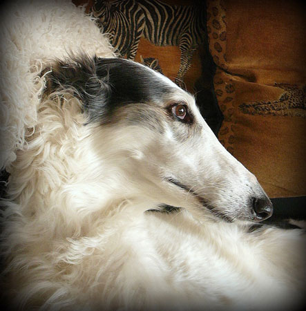 Gogobolshoi borzoi dog Tequila head