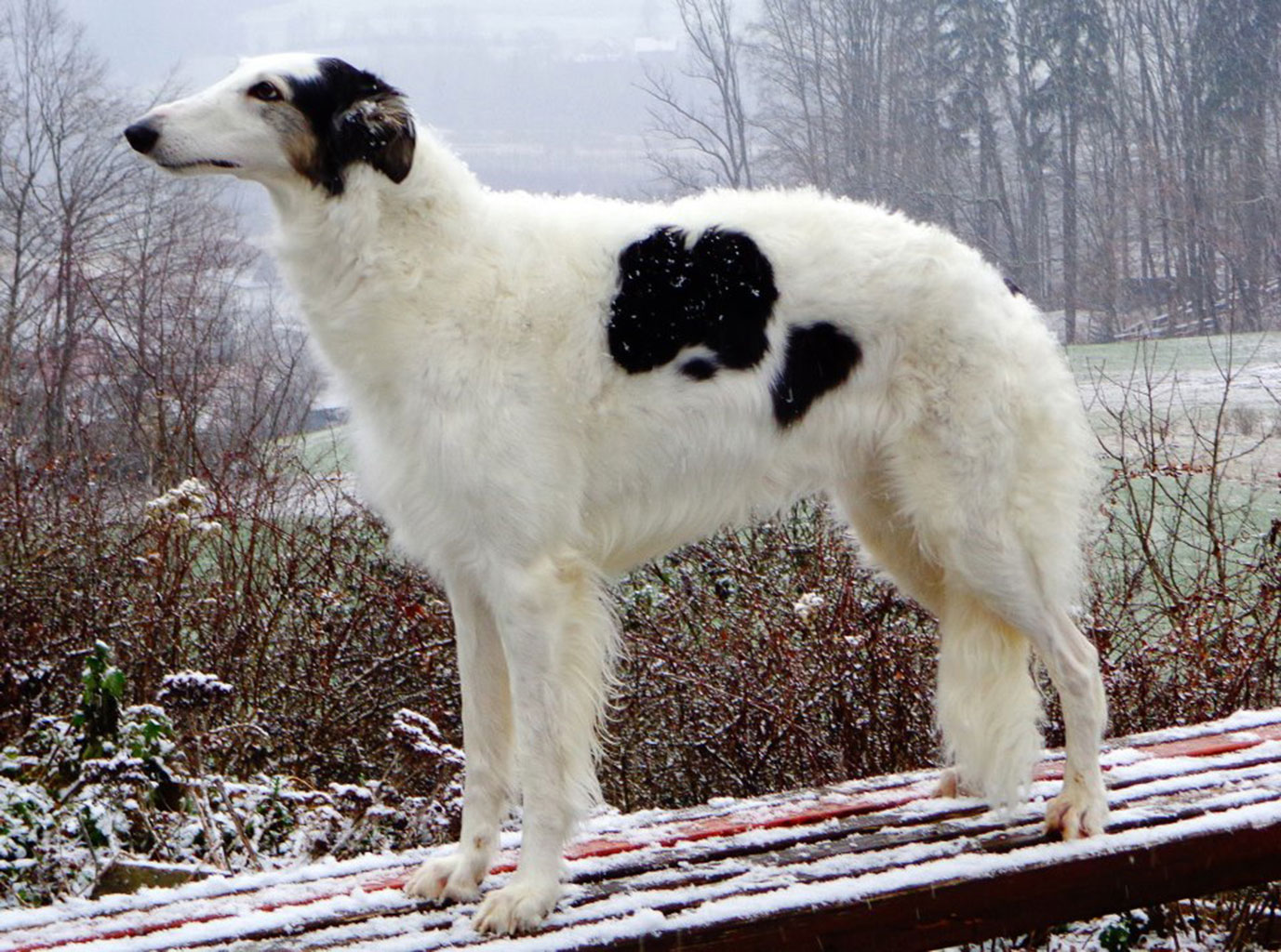 Gogobolshoi borzoi dog Tequila years