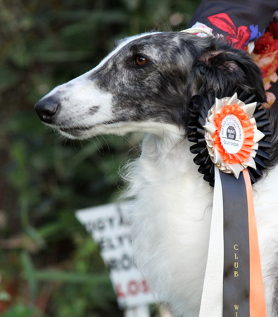 Go Go Bolshoi borzoi dog DOBER-KOPP CHIMBORASSO Virág