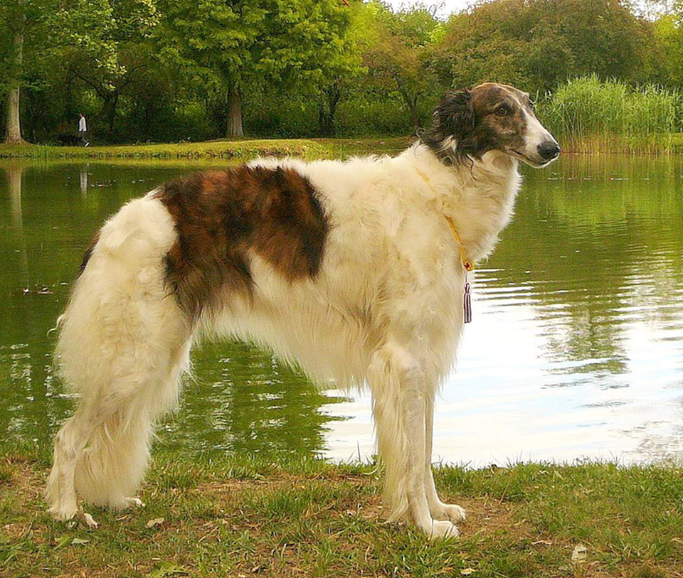 borzoi dog Whiskey