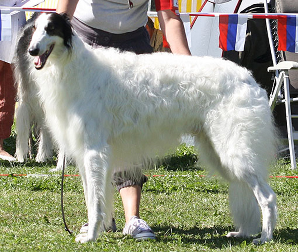 Rose hill clearance kennel